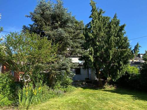 Alter Baumbestand - 