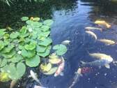 Koi-Karpfenteich - 