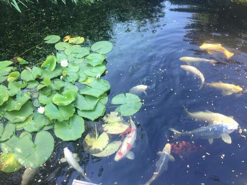 Koi-Karpfenteich - 