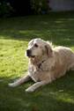 Hund - 