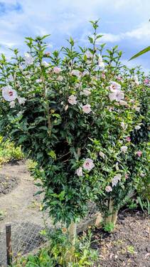 Roseneibisch - 