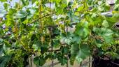 Weintrauben - 