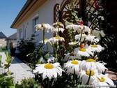 Blumen - Reihenendhaus mit 125,00 m² in München zum Kaufen