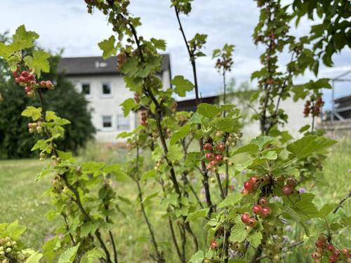 Das Paradies für Hobbygärtner - 