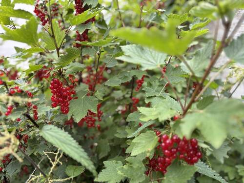 Tolle Sträucher und Pflanzen - 