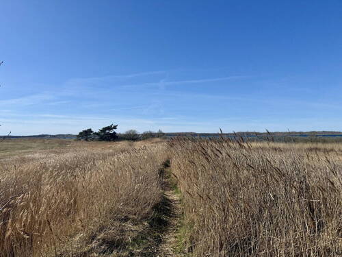 Weg zum Haff (2 km entfernt) - 