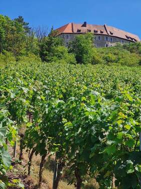 jede Woche Weinfest - 