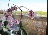 Balkon 2 - 