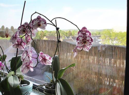 Balkon 2 - 