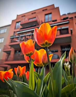 Toll gepflegter Garten - 