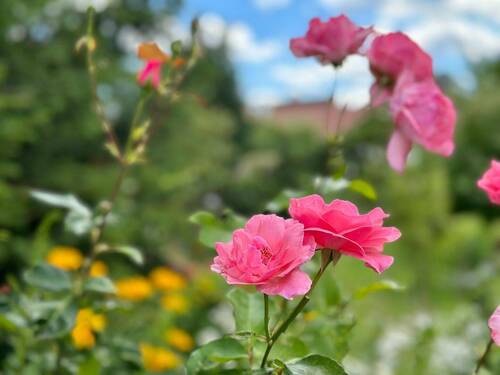 Garten- - 