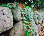 Friesenmauer - 
