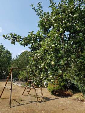 Gartengrundstück (4) - Bungalow mit 36,00 m² in Dresden zum Kaufen