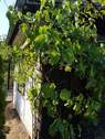 Gartengrundstück (6) - 