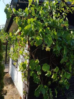 Gartengrundstück (6) - 