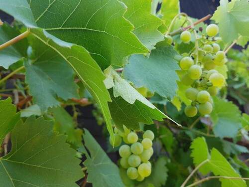 Gartengrundstück (7) - 