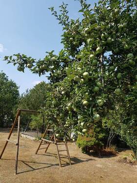 Gartengrundstück (4) - Grundstück in Dresden zum Kaufen