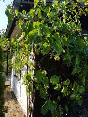 Gartengrundstück (6) - 