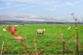 Feld am Ende des Gartens - 