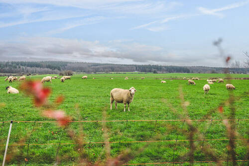 Feld am Ende des Gartens - 