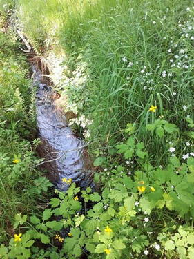 Bachlauf - 
