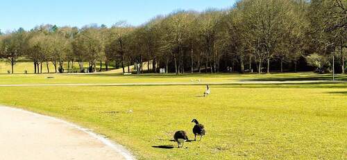 Impressionen Westpark - 3-Zi.-Wohnung (80qm) Westend, U5 Tram 18 Säulingstraße, nähe WESTPARK