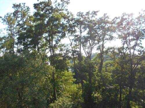 Blick vom Balkon in die umliegende Natur - 
