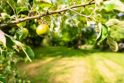 Garten - Apfelbaum - 