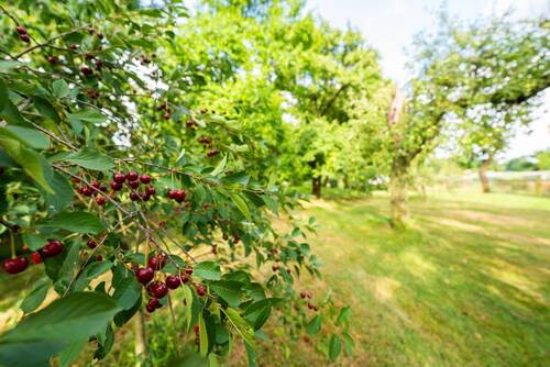 Garten - Sauerkirschen - 