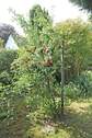 Apfelbaum - 