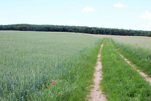 Richtung-Krebsseewald- - Grundstück zum Kaufen in Zirchow