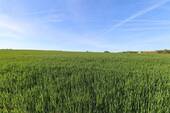 eigenes Land hinterm Garten - 