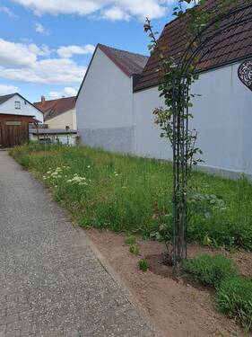 ein Blick über das grüne Grundstück - 