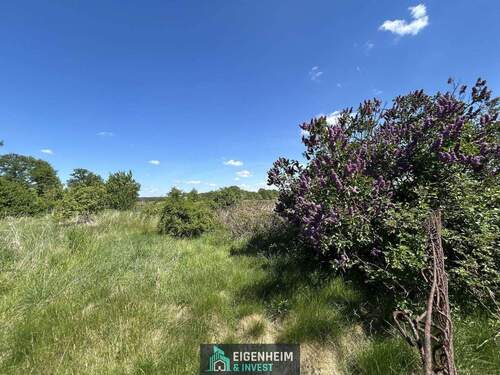 Blick auf die Weide - 