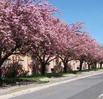 *LUTHERSTR.* Schluss mit Träumen, MIETEN !!! - Chemnitz Lutherviertel