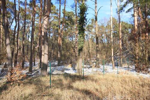 Wäldchen - Grundstück in Falkensee zum Kaufen