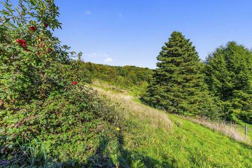 Blick in den Garten - 