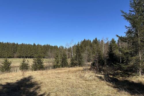 Moorwiese im Süden - 