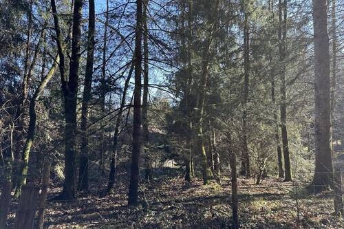 Lage inmitten des Waldes - 