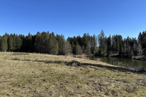 Wiese im Norden - 