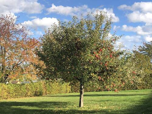 alter Baumbestand.jpg - Wo das Land ruft und die Stadt nah ist – Ihr Platz zum Ankommen zwischen Meißen und Dresden!