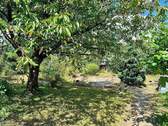 Ehemaliger Teich - 