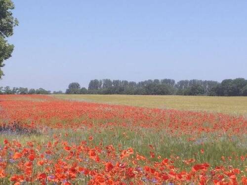 Bild 5 - Grundstück in Fehrbellin zum Kaufen