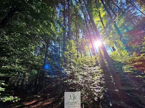 waldverkauf-baierbrunn_16.jpg - 