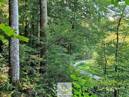 waldverkauf-baierbrunn_02.jpg - Ihr EIGENER Wald in Münchens schönem Süden