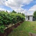 Garten - Gartenhaus- Weinreben - 