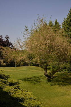 Garten - 