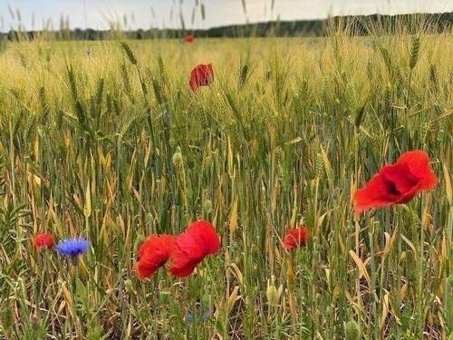 Natur Pur - Grundstück in Nauen