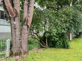 Alter Baumbestand im Garten - 