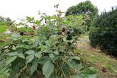 Brombeeren - 
